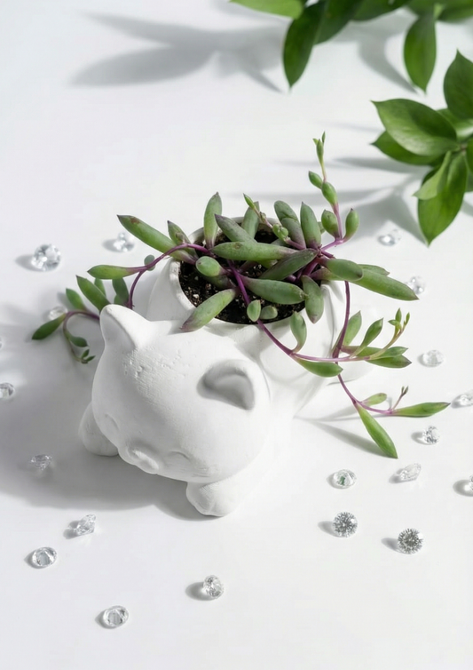 Cute Cat Figurine Othonna Capensis Succulent