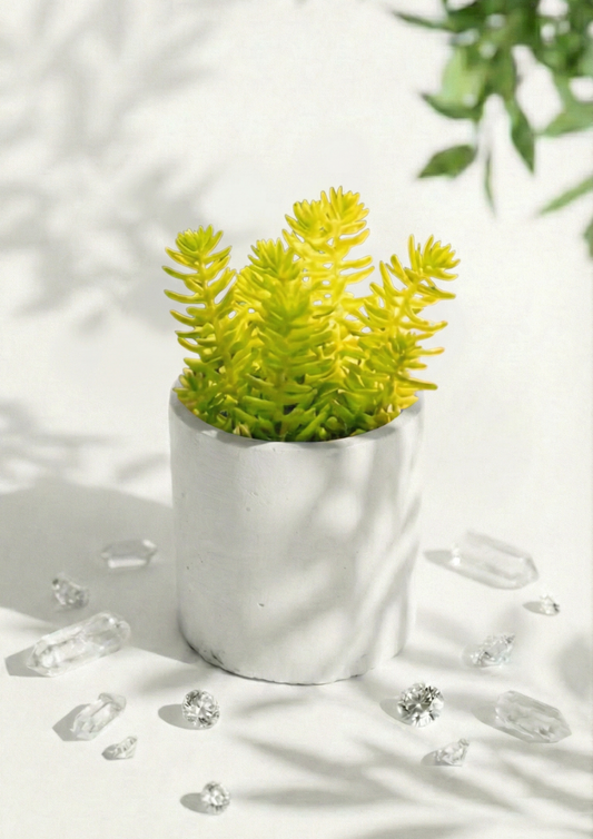 Sedum Rupestre Succulent in a Round Pot