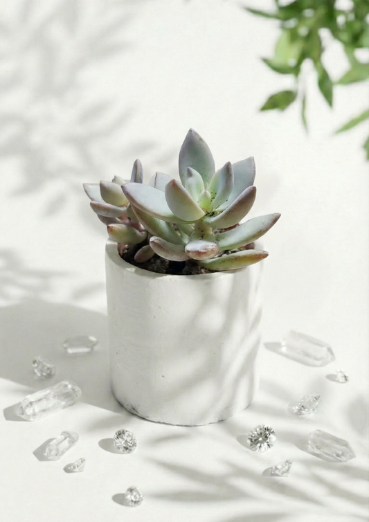 Pachyveria succulent in a round pot