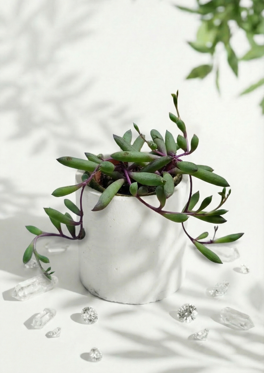 Othonna Capensis Succulent in a Round Pot