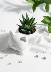 Cute Cat Figurine Haworthia Succulent