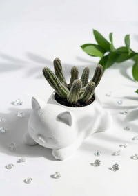 Cute Cat Figurine Echinopsis Chamaecereus Cactus