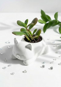 Cute Cat Figurine for Crassula Ovata Succulent