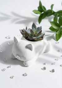 Cute Cat Figurine Pachyveria Succulent