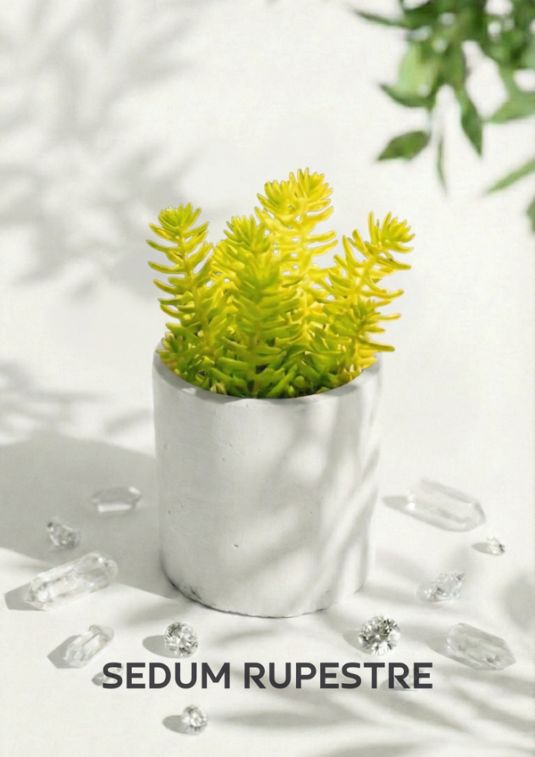 3-Piece Succulent Set