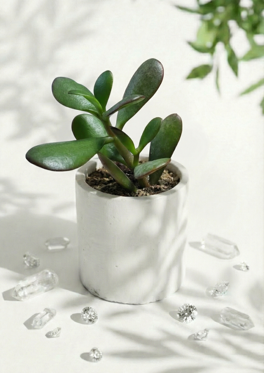 Crassula Ovata Succulent in Round Pot