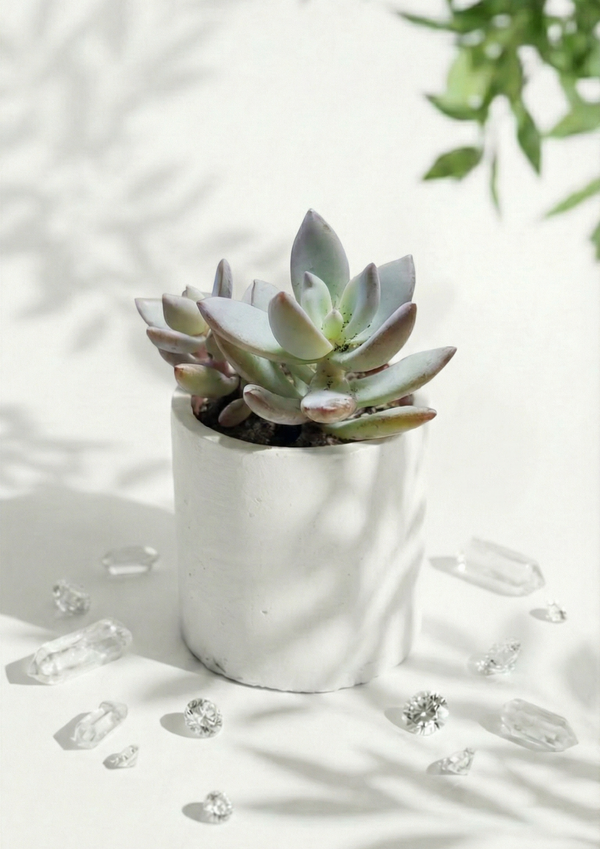 Pachyveria succulent in a round pot