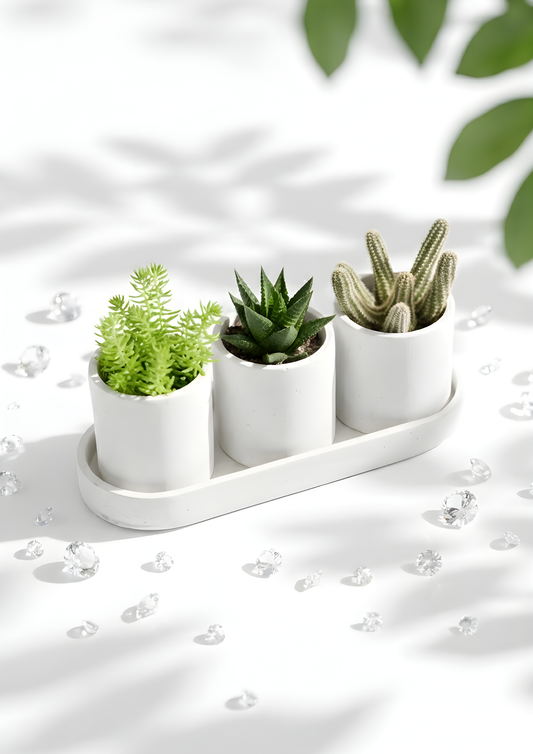 3-Piece Succulent Set