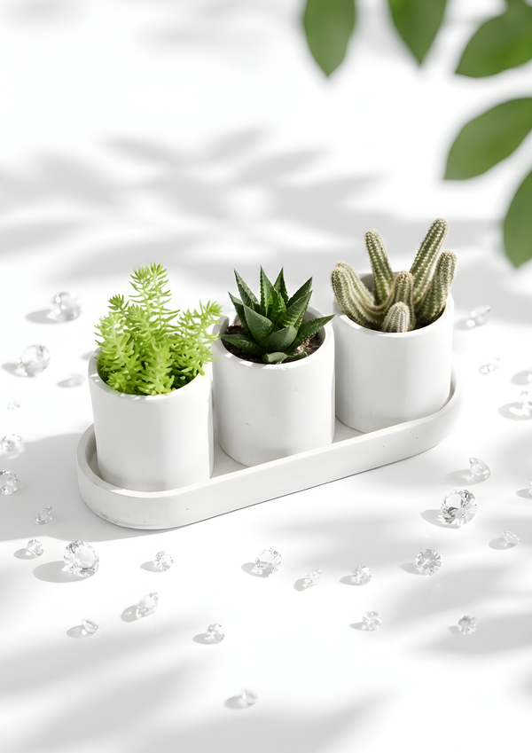 3-Piece Succulent Set